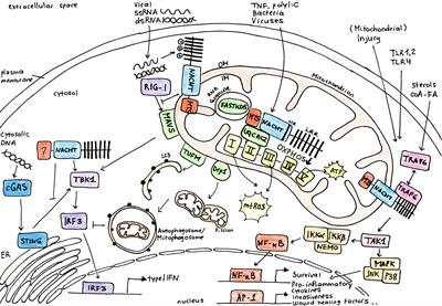 Behind the Scenes: Nod-Like Receptor X1 Controls Inflammation and Metabolism